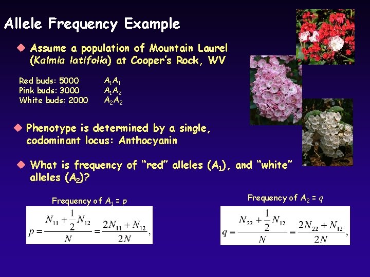 Allele Frequency Example u Assume a population of Mountain Laurel (Kalmia latifolia) at Cooper’s