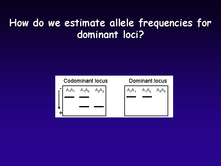 How do we estimate allele frequencies for dominant loci? Codominant locus - + A