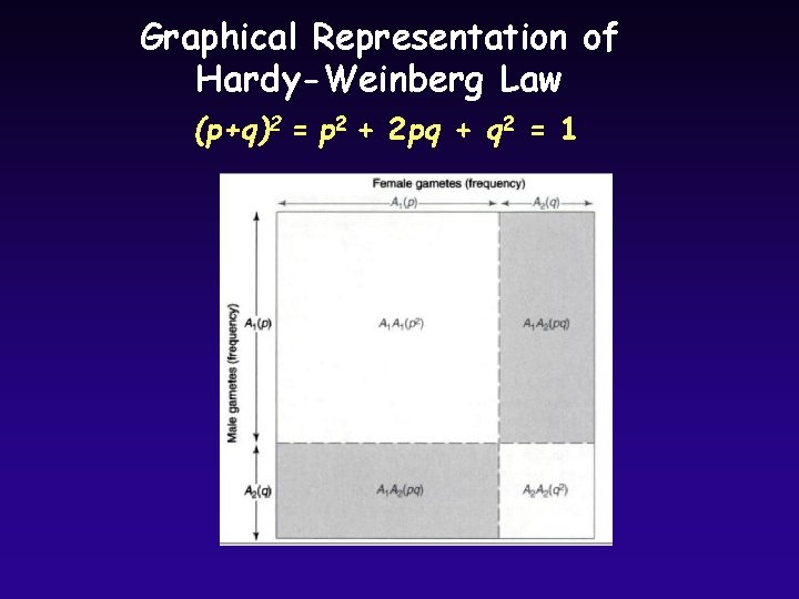 Graphical Representation of Hardy-Weinberg Law (p+q)2 = p 2 + 2 pq + q