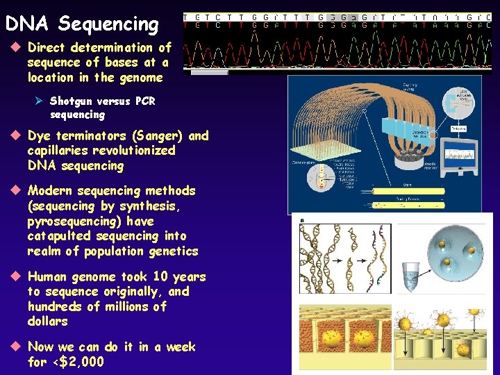 DNA Sequencing u Direct determination of sequence of bases at a location in the