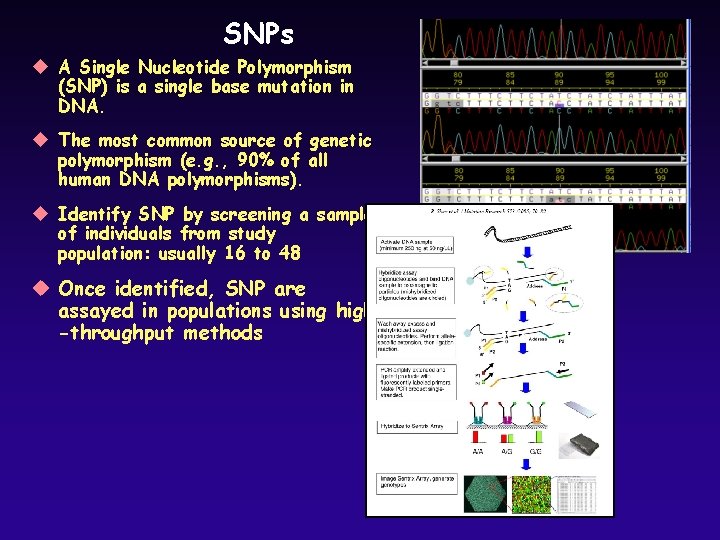 SNPs u A Single Nucleotide Polymorphism (SNP) is a single base mutation in DNA.