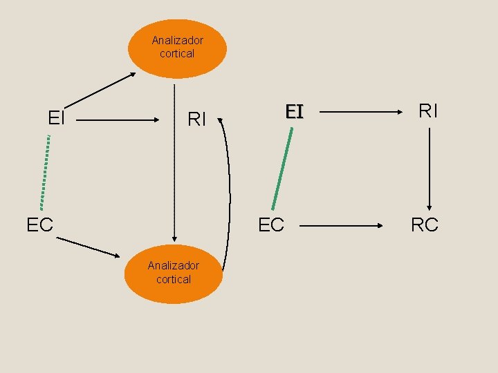 Analizador cortical EI EI RI EC EC Analizador cortical RI RC 