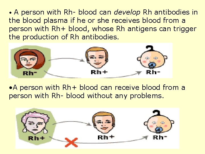  • A person with Rh- blood can develop Rh antibodies in the blood