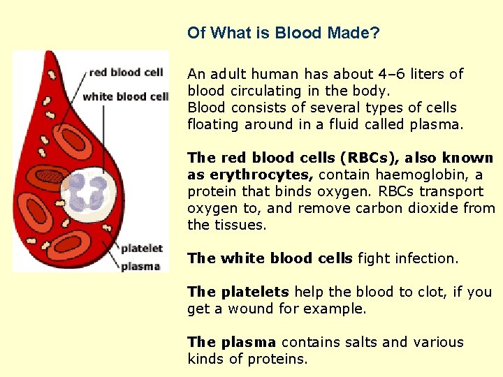 Of What is Blood Made? An adult human has about 4– 6 liters of