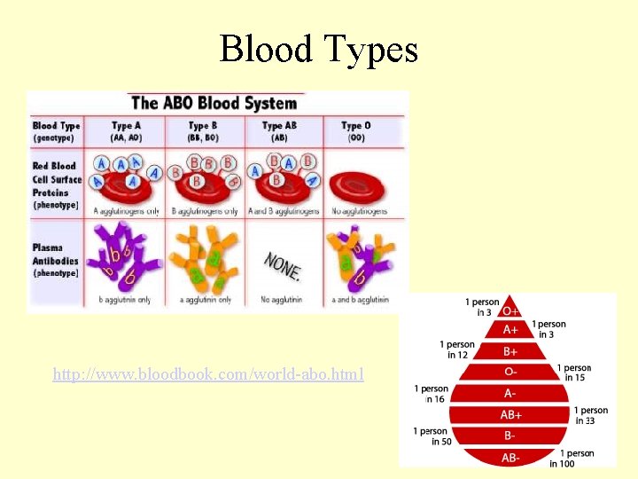 Blood Types http: //www. bloodbook. com/world-abo. html 
