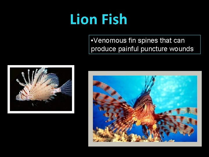 Lion Fish • Venomous fin spines that can produce painful puncture wounds 