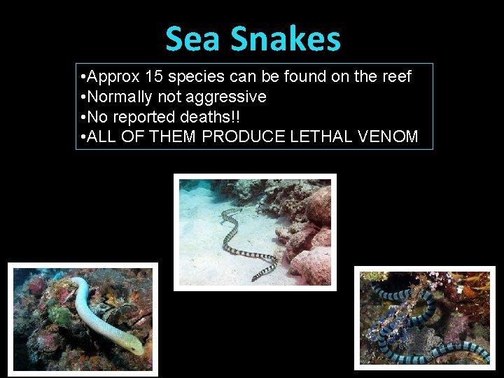 Sea Snakes • Approx 15 species can be found on the reef • Normally