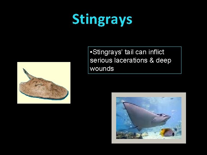 Stingrays • Stingrays’ tail can inflict serious lacerations & deep wounds 
