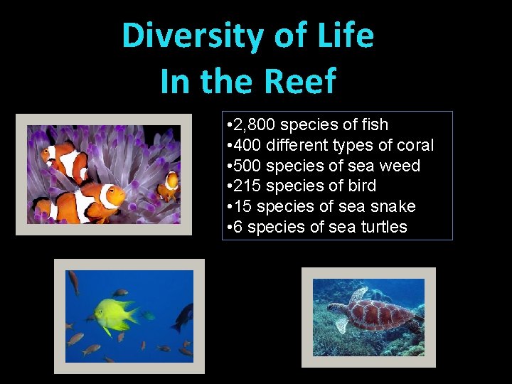 Diversity of Life In the Reef • 2, 800 species of fish • 400