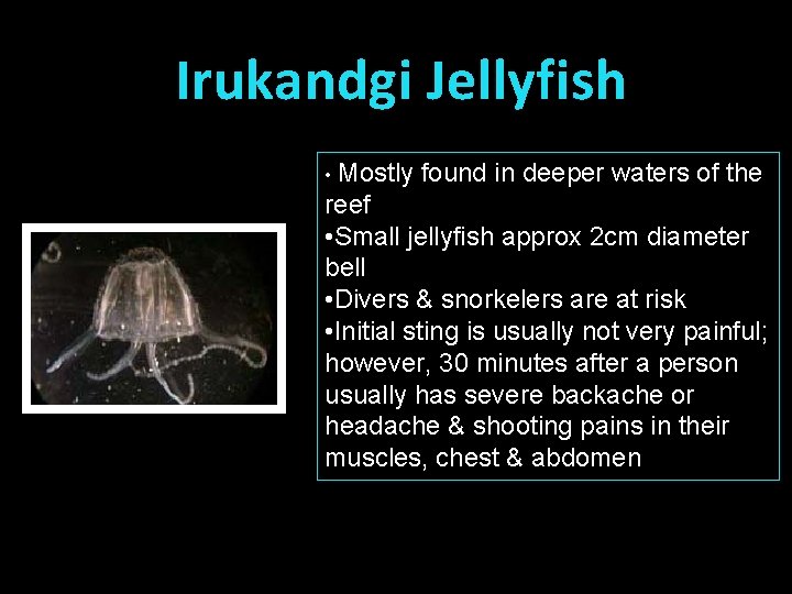 Irukandgi Jellyfish • Mostly found in deeper waters of the reef • Small jellyfish