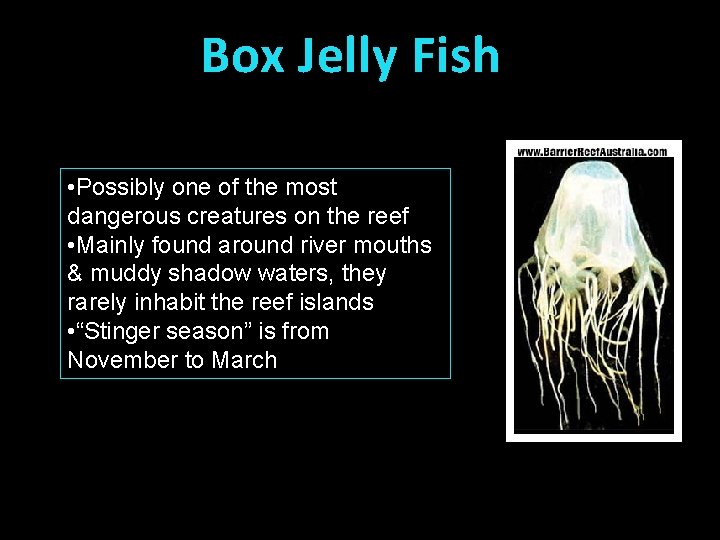 Box Jelly Fish • Possibly one of the most dangerous creatures on the reef