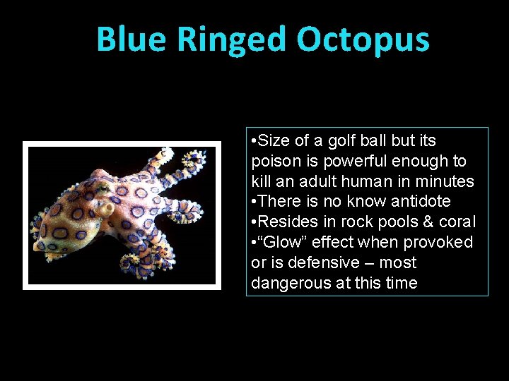 Blue Ringed Octopus • Size of a golf ball but its poison is powerful