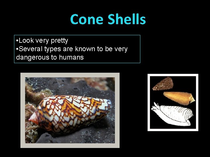 Cone Shells • Look very pretty • Several types are known to be very