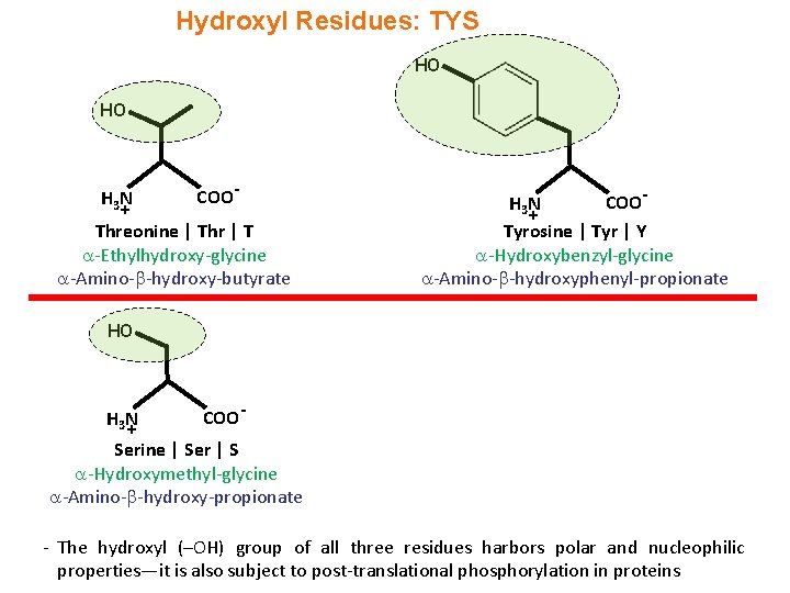 Hydroxyl Residues: TYS HO HO H 3 N + COO- Threonine | Thr |