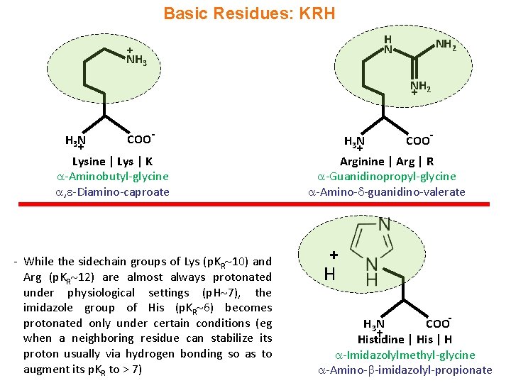 Basic Residues: KRH H N + NH 3 NH 2 + H 3 N