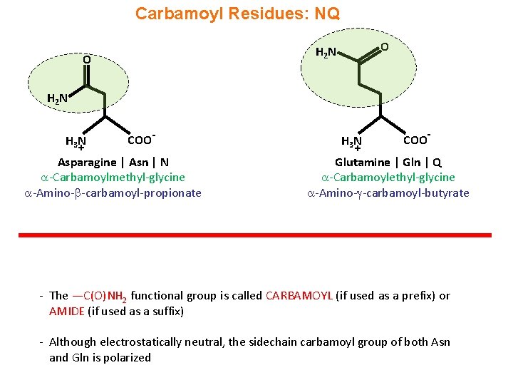 Carbamoyl Residues: NQ O H 2 N H 3 N + COO- Asparagine |