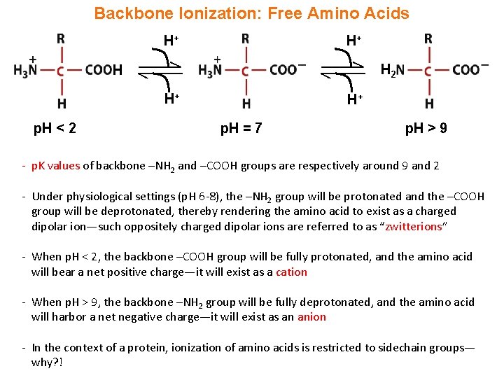 Backbone Ionization: Free Amino Acids H+ H+ H 2 H H+ p. H <