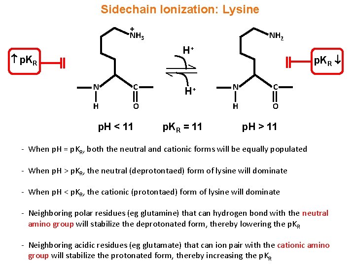 Sidechain Ionization: Lysine + NH 3 NH 2 H+ p. KR N C H