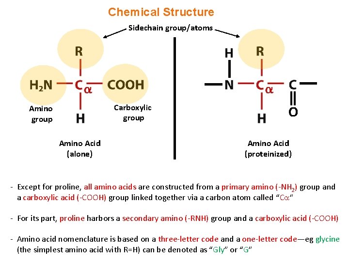 Chemical Structure Sidechain group/atoms H Carboxylic group Amino Acid (alone) O Amino Acid (proteinized)