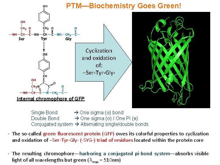 PTM—Biochemistry Goes Green! Cyclization and oxidation of: –Ser-Tyr-Gly- Internal chromophore of GFP Single Bond