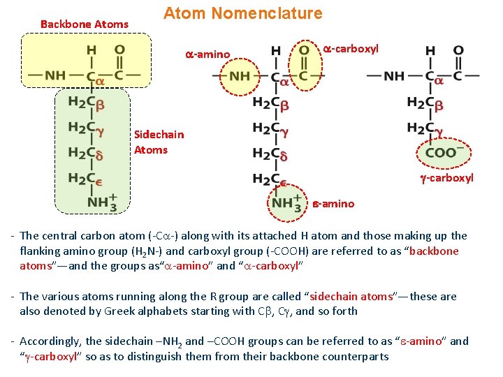 Backbone Atoms Atom Nomenclature -amino -carboxyl Sidechain Atoms -carboxyl -amino - The central carbon