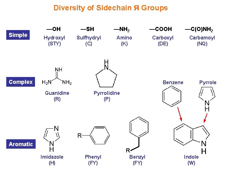 Diversity of Sidechain ᴙ Groups Simple —OH Hydroxyl (STY) —SH Sulfhydryl (C) —NH 2