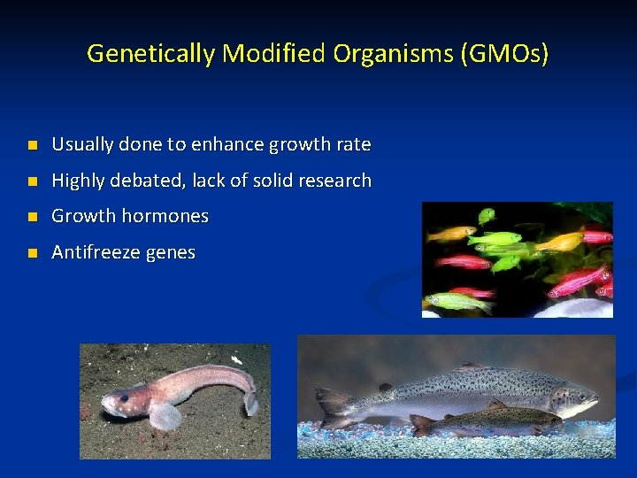 Genetically Modified Organisms (GMOs) n Usually done to enhance growth rate n Highly debated,