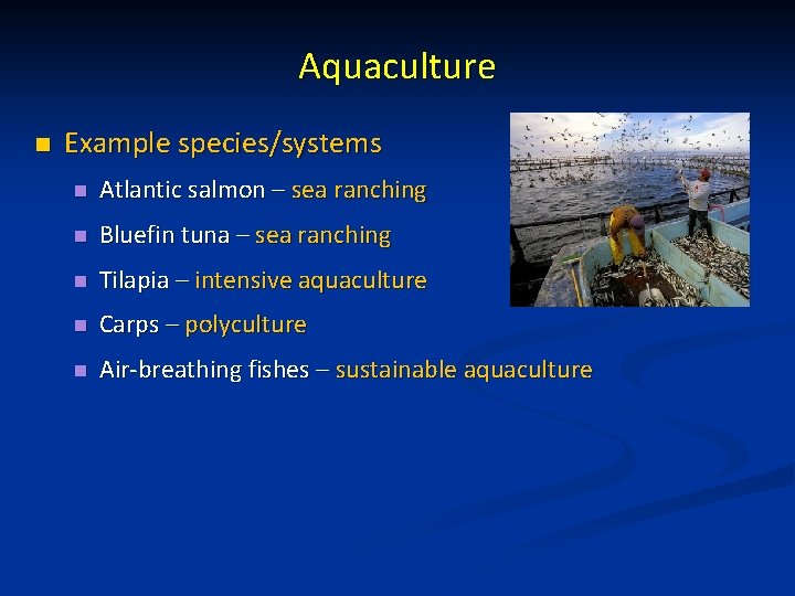 Aquaculture n Example species/systems n Atlantic salmon – sea ranching n Bluefin tuna –