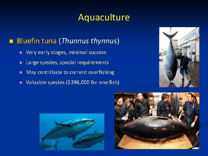 Aquaculture n Bluefin tuna (Thunnus thynnus) n Very early stages, minimal success n Large