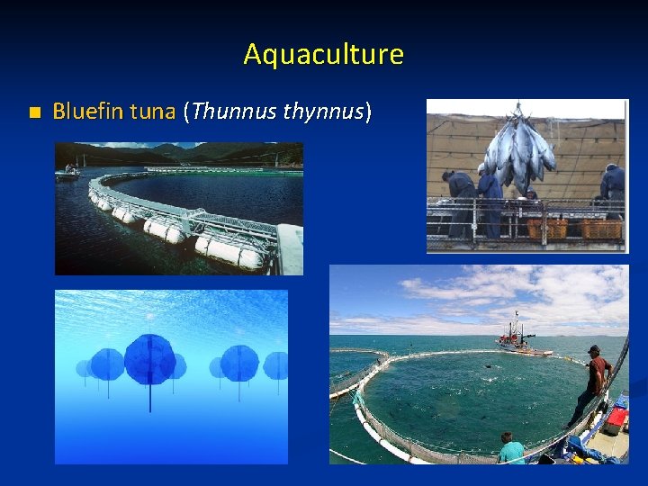 Aquaculture n Bluefin tuna (Thunnus thynnus) 