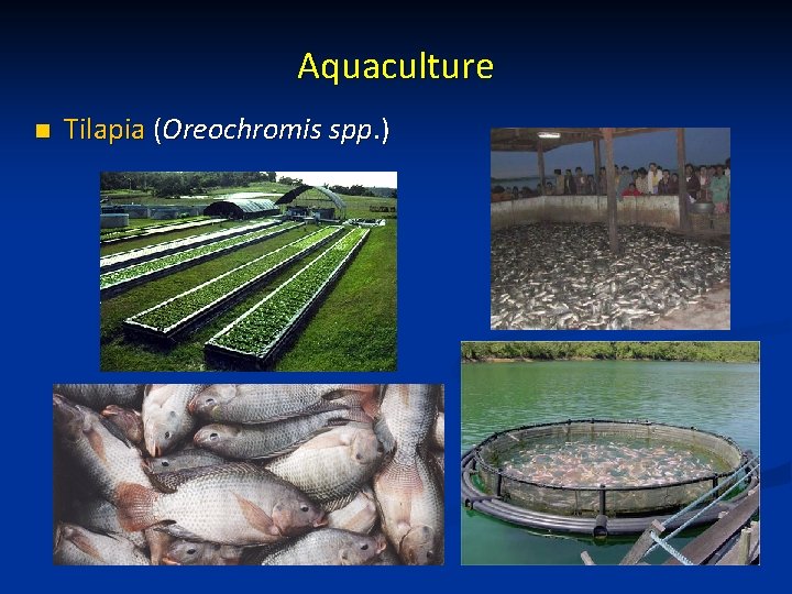 Aquaculture n Tilapia (Oreochromis spp. ) 