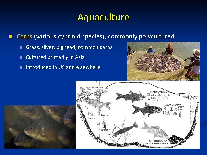 Aquaculture n Carps (various cyprinid species), commonly polycultured n Grass, silver, bighead, common carps