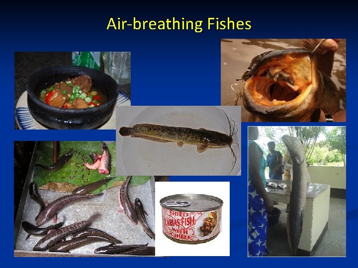 Air-breathing Fishes 