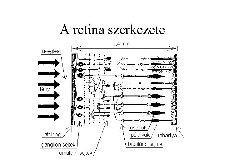 A retina szerkezete 