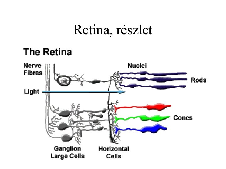 Retina, részlet 