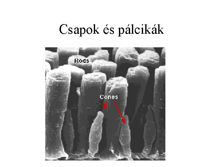 Csapok és pálcikák 