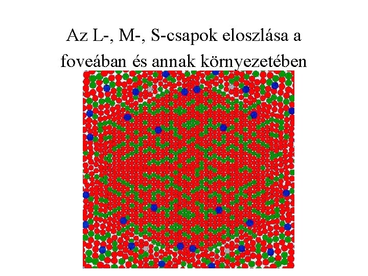 Az L-, M-, S-csapok eloszlása a foveában és annak környezetében 