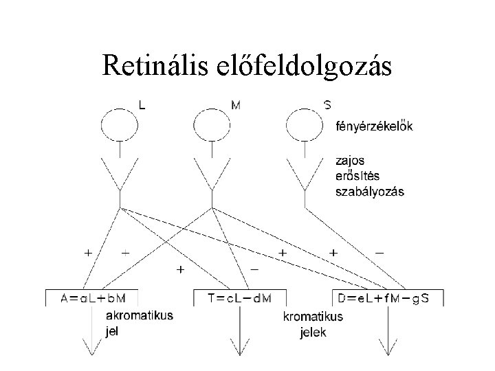 Retinális előfeldolgozás 