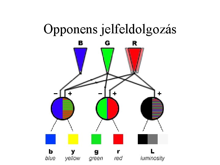 Opponens jelfeldolgozás 