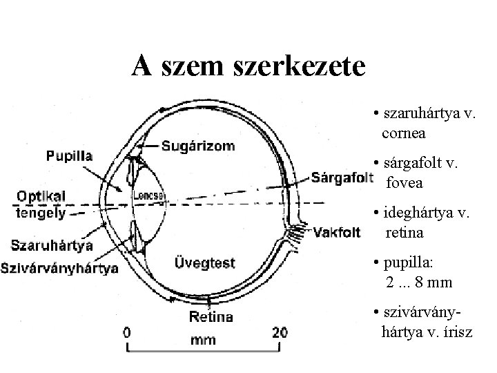 A szem szerkezete • szaruhártya v. cornea • sárgafolt v. fovea • ideghártya v.