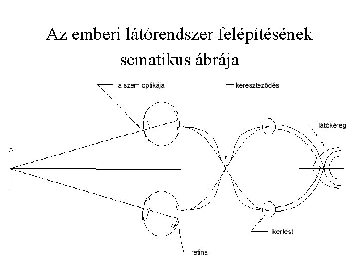 Az emberi látórendszer felépítésének sematikus ábrája 