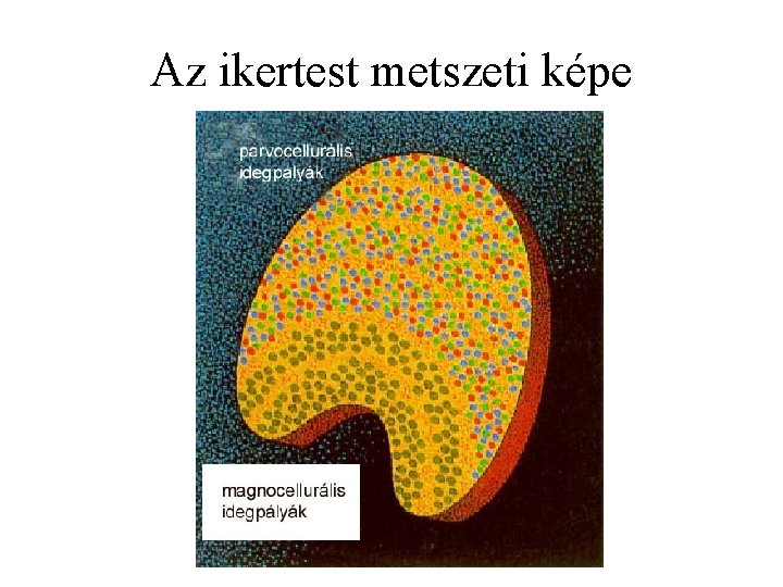 Az ikertest metszeti képe 