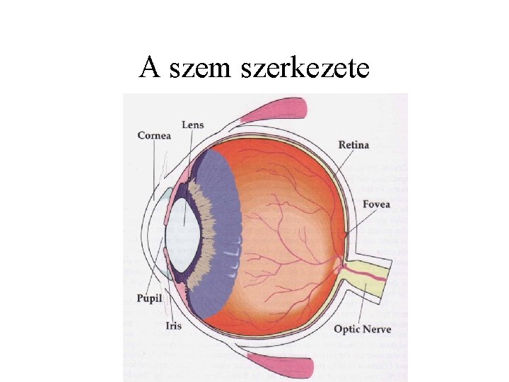 A szem szerkezete 