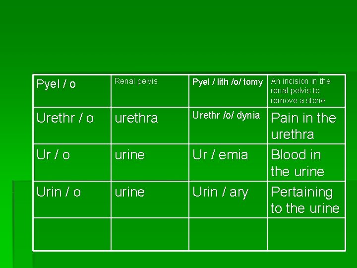 Pyel / o Renal pelvis Pyel / lith /o/ tomy An incision in the