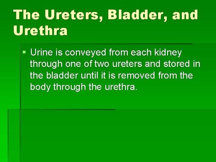 The Ureters, Bladder, and Urethra § Urine is conveyed from each kidney through one