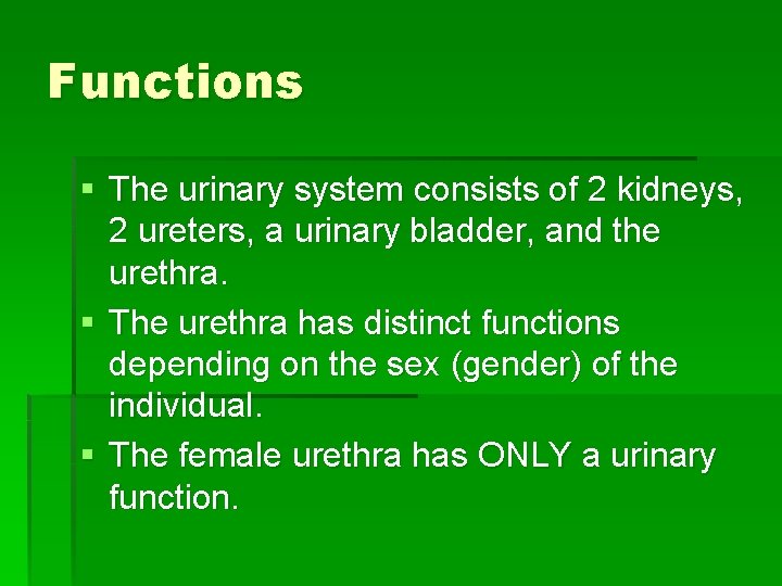 Functions § The urinary system consists of 2 kidneys, 2 ureters, a urinary bladder,