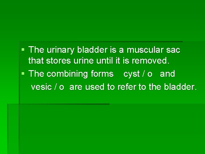 § The urinary bladder is a muscular sac that stores urine until it is