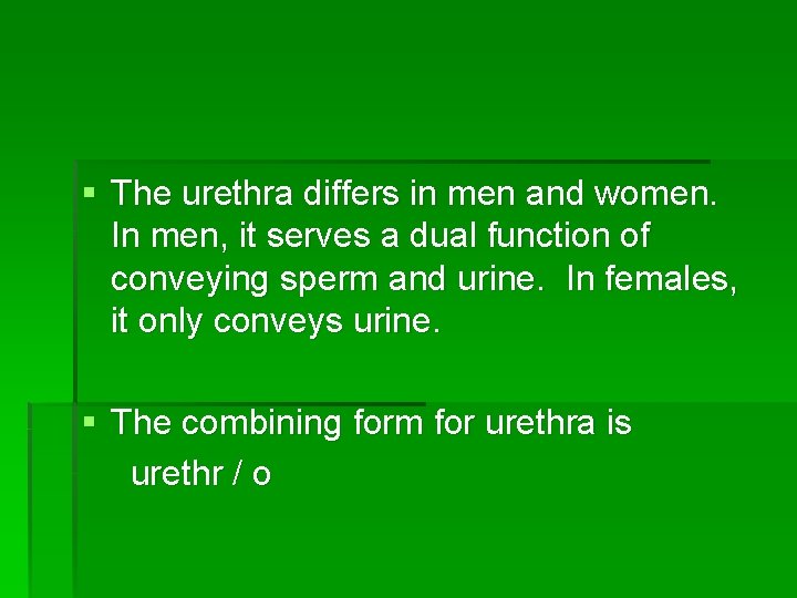 § The urethra differs in men and women. In men, it serves a dual