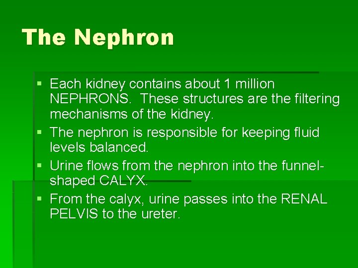 The Nephron § Each kidney contains about 1 million NEPHRONS. These structures are the