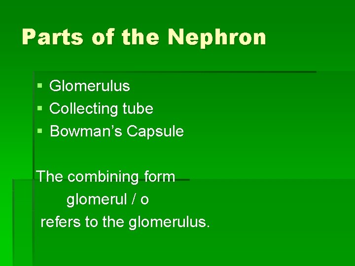 Parts of the Nephron § § § Glomerulus Collecting tube Bowman’s Capsule The combining